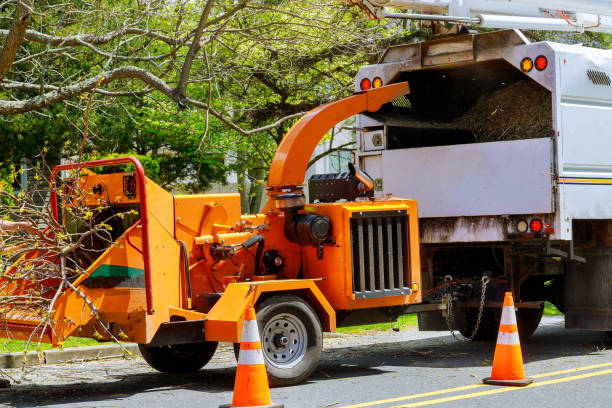 Best Emergency Tree Service  in Borger, TX